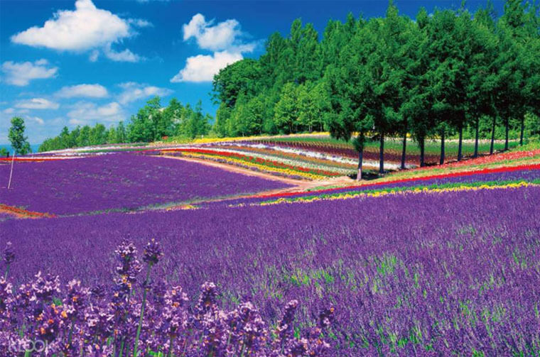 Furano's enchanting Lavender fields